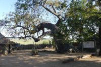 Cultural Village - Baobab und Caprivi Dorf