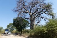 Baobab