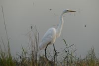Pirschfahrt im Chobe NP