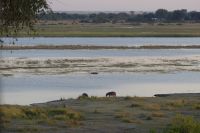 Pirschfahrt im Chobe NP