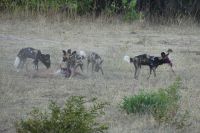 Pirschfahrt im Chobe NP, Wildhunde erlegen Impala