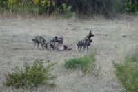 Pirschfahrt im Chobe NP, Wildhunde erlegen Impala