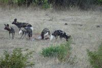 Pirschfahrt im Chobe NP, Wildhunde erlegen Impala