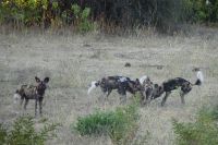 Pirschfahrt im Chobe NP, Wildhunde erlegen Impala