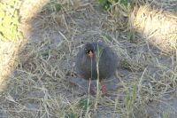 Rotschnabel-Frankolin