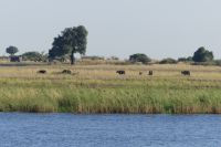 Pirschfahrt im Chobe NP