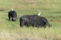Kaffernbüffel mit Kuhreiher