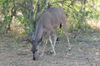 Pirschfahrt im Chobe NP