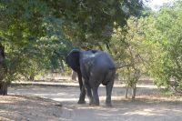 Pirschfahrt im Chobe NP