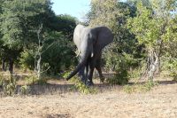 Pirschfahrt im Chobe NP