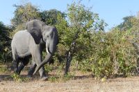 Pirschfahrt im Chobe NP