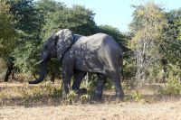 Pirschfahrt im Chobe NP