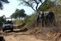 Pirschfahrt im Chobe NP