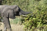 Pirschfahrt im Chobe NP