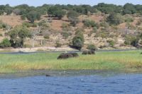 Bootstour auf dem Chobe