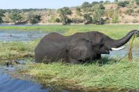 Bootstour auf dem Chobe