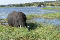 Bootstour auf dem Chobe