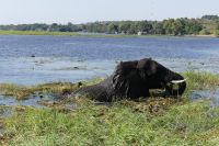 Bootstour auf dem Chobe
