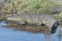Bootstour auf dem Chobe