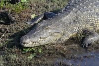 Bootstour auf dem Chobe
