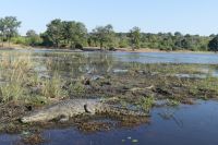 Bootstour auf dem Chobe