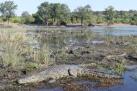 Bootstour auf dem Chobe