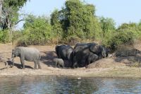 Bootstour auf dem Chobe