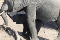 Bootstour auf dem Chobe