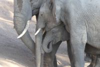 Bootstour auf dem Chobe