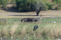 Goliathreiher und Flusspferde