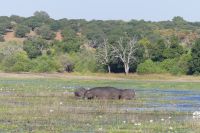 Bootstour auf dem Chobe