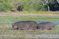 Bootstour auf dem Chobe