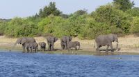 Bootstour auf dem Chobe