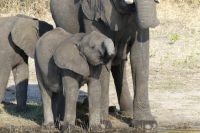 Bootstour auf dem Chobe