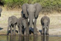 Bootstour auf dem Chobe