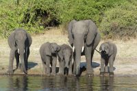 Bootstour auf dem Chobe