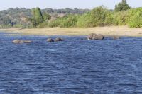 Elefanten durchqueren den Chobe
