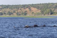 Elefanten durchqueren den Chobe