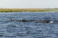Elefanten durchqueren den Chobe