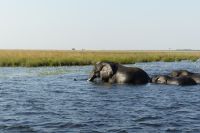 Elefanten durchqueren den Chobe