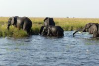 Elefanten durchqueren den Chobe...geschafft