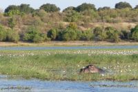 Bootstour auf dem Chobe