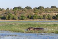 Bootstour auf dem Chobe
