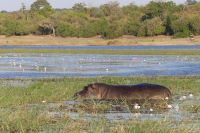 Bootstour auf dem Chobe