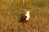 Schreiseeadlermännchen