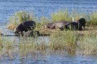 Bootsfahrt auf dem Sambesi