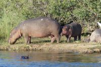 Bootsfahrt auf dem Sambesi