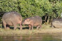 Bootsfahrt auf dem Sambesi