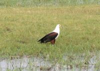 212 Seeadler
