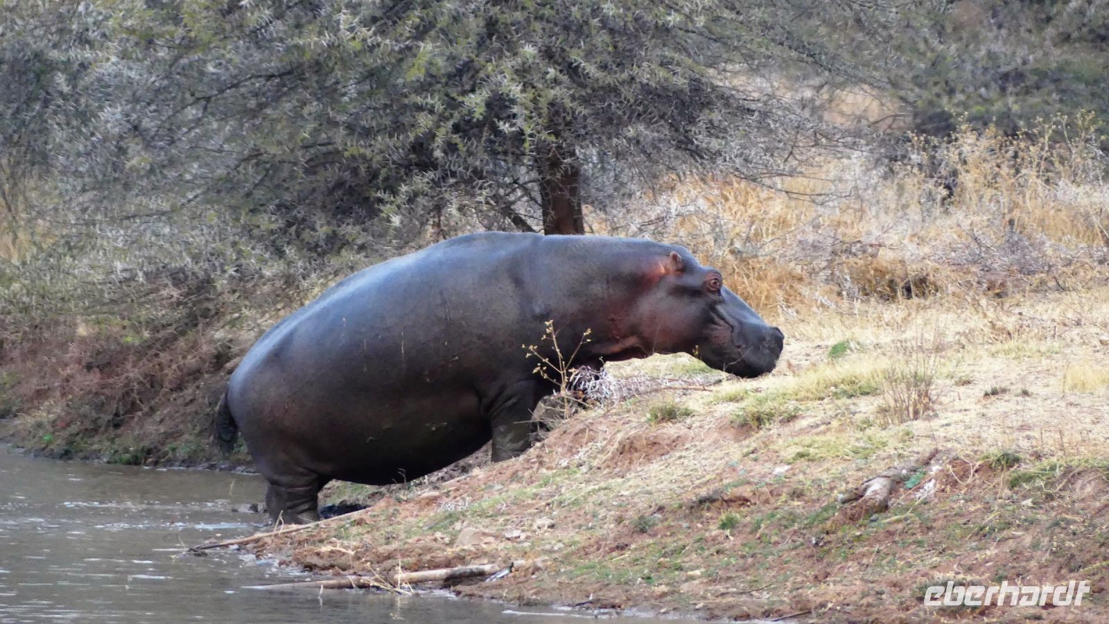 Namibia - Mount Etjo Safari Lodge